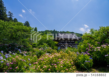 丹州観音寺 あじさい寺 丹州観音寺 あじさい寺 54168602