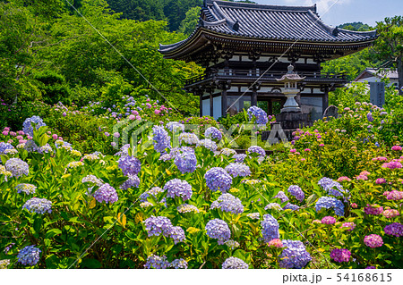 丹州観音寺　あじさい寺 54168615