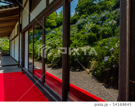 丹州観音寺　あじさい寺 54168645