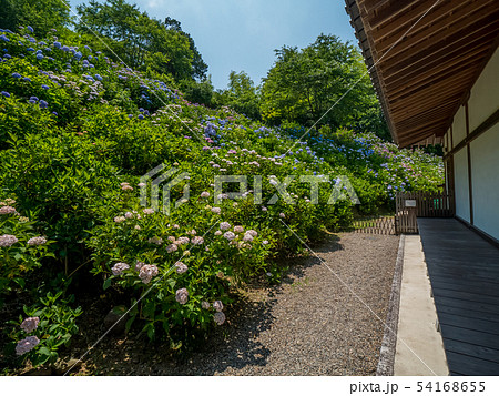 丹州観音寺　あじさい寺 54168655