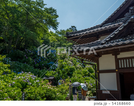 丹州観音寺　あじさい寺 54168660