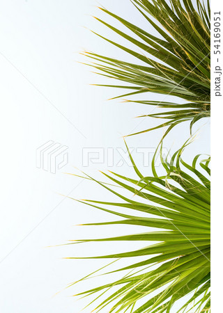 Background of palm leaves with sunlight for design, Holiday Travel Design Toned Vintage Pastel 54169051