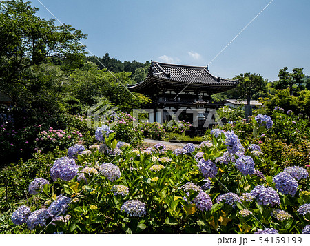 丹州観音寺　あじさい寺 54169199