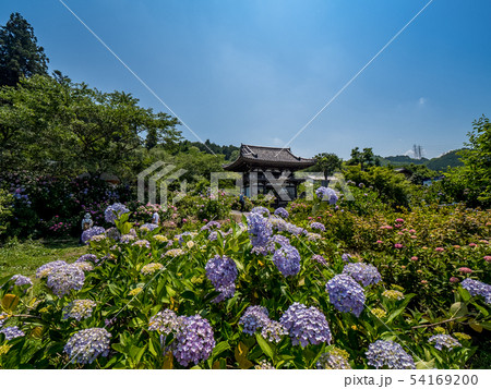 丹州観音寺　あじさい寺 54169200