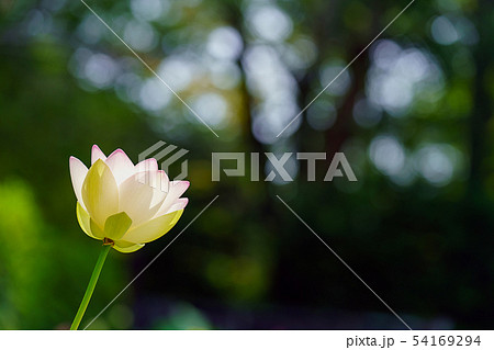 蓮の花 54169294