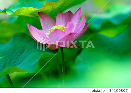 蓮の花 54169307