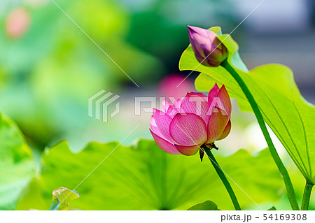 蓮の花 蓮の花 54169308