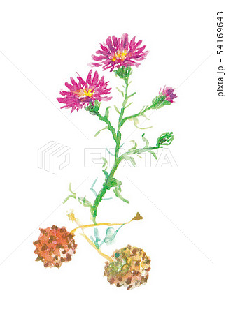 ヤマボウシの実とユウゼンギク 54169643