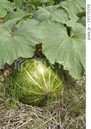 かぼちゃ 54170358