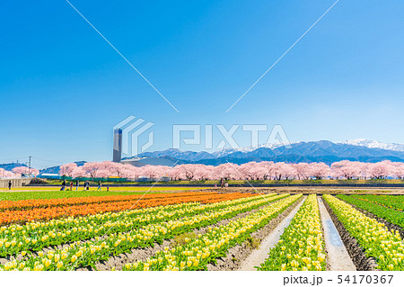 日本の春　富山県 舟川べり チューリップと桜並木 54170367