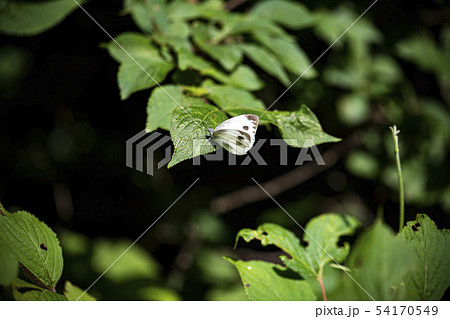 昆虫 蝶 トンボ 54170549