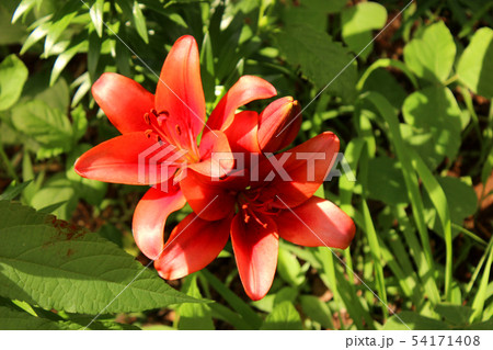 赤いユリの花とその蕾 1 の写真素材