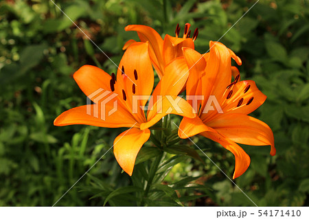 オレンジ色のユリの花と初夏の陽射しの写真素材
