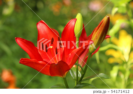 赤いユリの花とその蕾 2 の写真素材