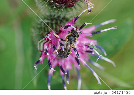 Macro view from above of a Caucasian bee Macropis 54171456