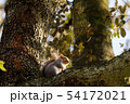 Squirrel on a tree in autumn 54172021