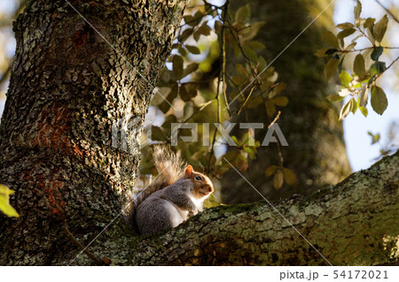 Squirrel on a tree in autumn Squirrel on a tree in autumn 54172021