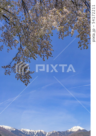 安曇野の春　桜と常念岳　長野県安曇野市 54172211