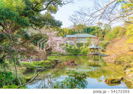 日本の春 成田山公園 竜智の池と桜の風景 日本の春 成田山公園 竜智の池と桜の風景 54172303