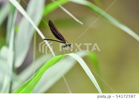ハグロトンボ ハグロトンボ 54172597