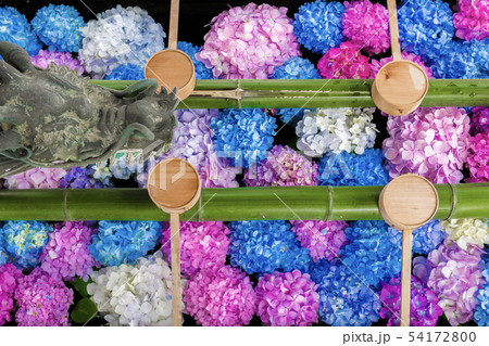 柳谷観音の紫陽花 柳谷観音の紫陽花 54172800