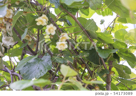 キウイの花 キウイの花 54173089