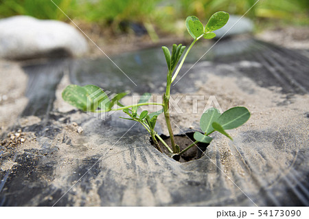 落花生の芽 落花生の芽 54173090