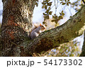 Squirrel on a tree in autumn 54173302