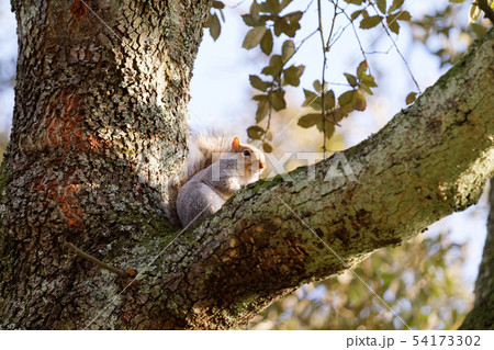 Squirrel on a tree in autumn Squirrel on a tree in autumn 54173302
