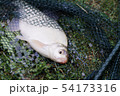 Freshwater fish on green grass. 54173316
