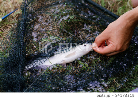 Freshwater fish on green grass. Freshwater fish on green grass. 54173319