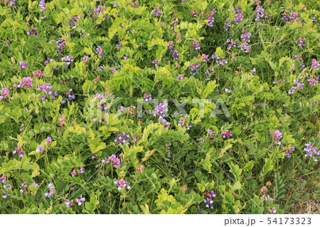 ハマエンドウの群生・湧洞湖付近 54173323