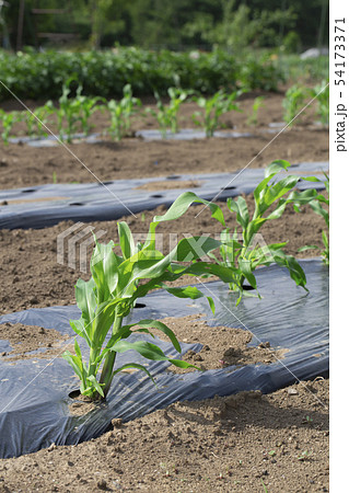 栽培中のトウモロコシ 栽培中のトウモロコシ 54173371