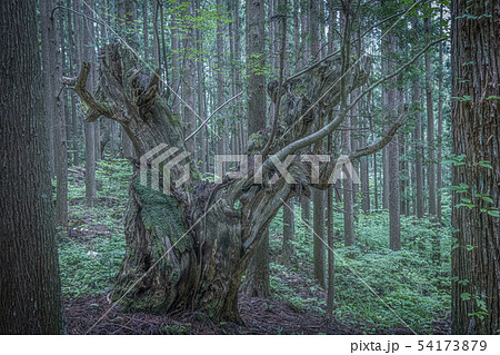 株杉の森 株杉の森 54173879