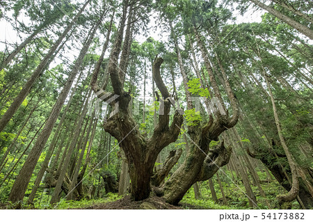 株杉の森 54173882