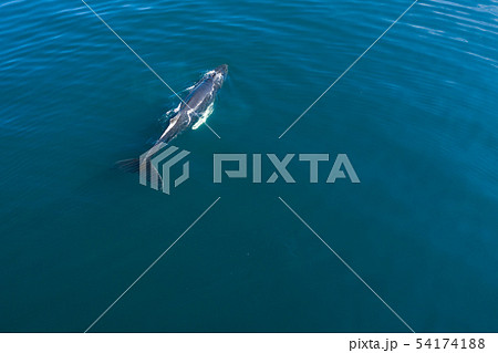 Aerial view of Humpback whale, Iceland. 54174188
