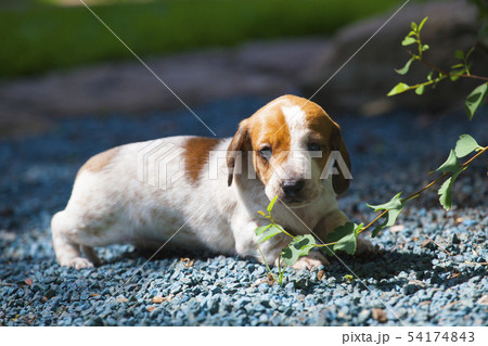 puppy portrait garden stone background puppy portrait garden stone background 54174843