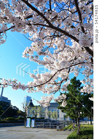 みなとぴあの桜（新潟県） 54174935