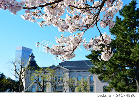 みなとぴあの桜（新潟県） 54174936