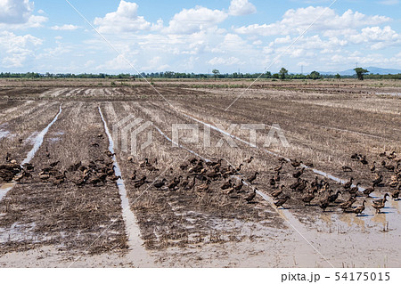 Group of the duck in the paddy field. Group of the duck in the paddy field. 54175015