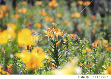 ところざわゆり園 色とりどりのゆり ところざわゆり園 色とりどりのゆり 54175507