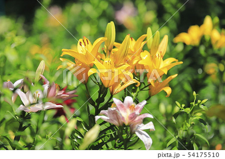 ところざわゆり園　色とりどりのゆり 54175510