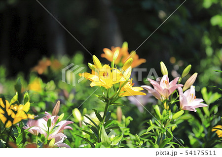 ところざわゆり園 色とりどりのゆり ところざわゆり園 色とりどりのゆり 54175511
