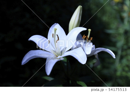 ところざわゆり園 白い百合 ところざわゆり園 白い百合 54175513