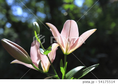 ところざわゆり園 色とりどりのゆり ところざわゆり園 色とりどりのゆり 54175514