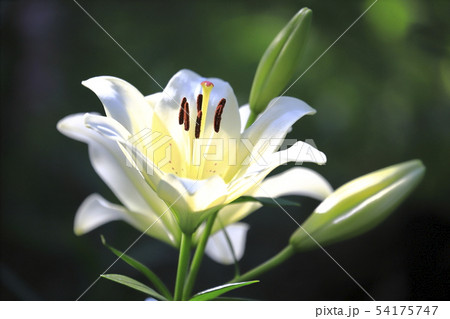 ところざわゆり園 白い百合 ところざわゆり園 白い百合 54175747