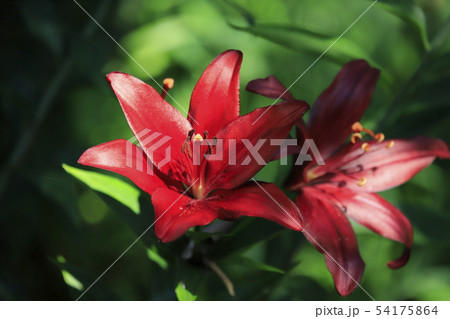 ところざわゆり園　赤いユリ 54175864