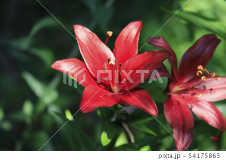 ところざわゆり園 赤いユリ ところざわゆり園 赤いユリ 54175865