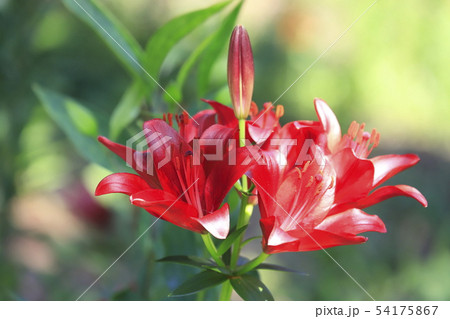 ところざわゆり園 赤いユリ ところざわゆり園 赤いユリ 54175867