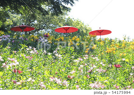 ところざわゆり園　色とりどりのゆり 54175994